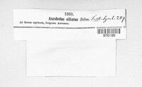 Lasiobolus papillatus image